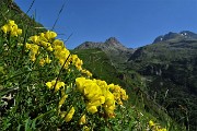 23 Fiori di ginestrino con vista in Arera-Corna Piana